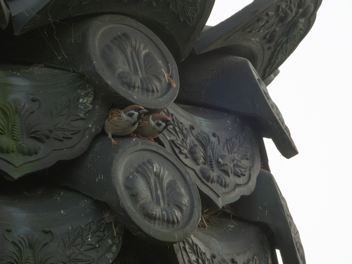 Eurasian Tree Sparrow - ML644447322