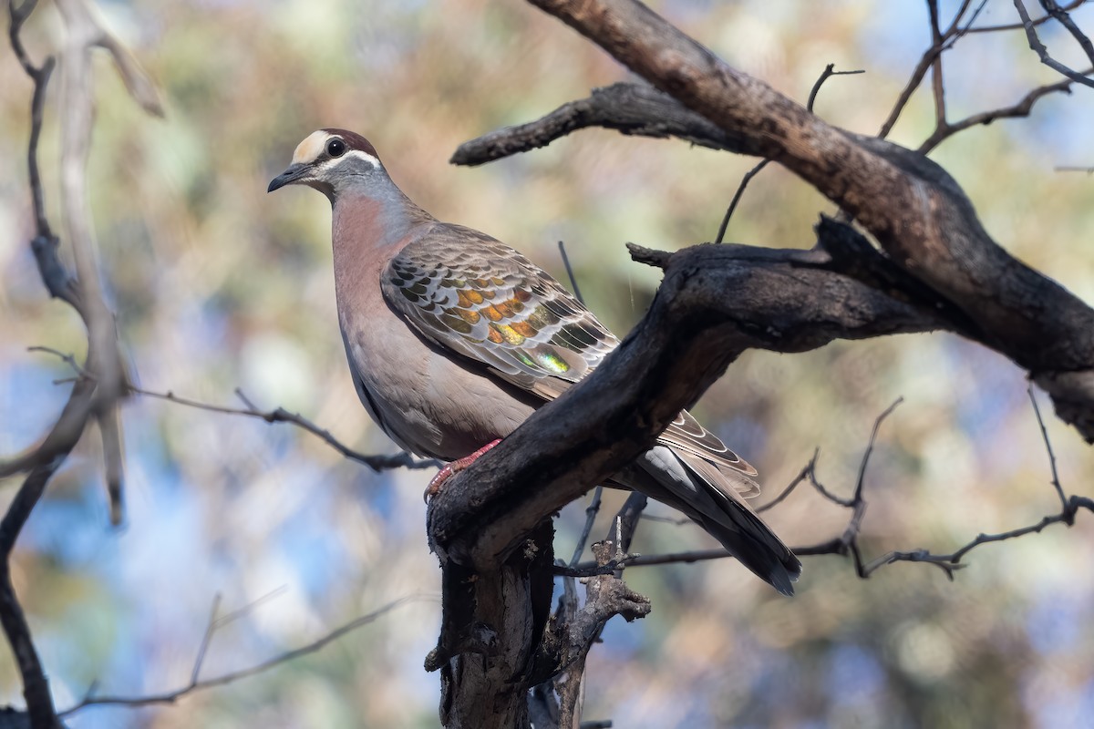 Common Bronzewing - ML644447325