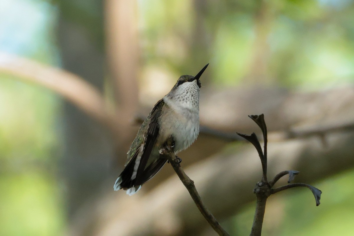 Colibri à gorge rubis - ML644447333