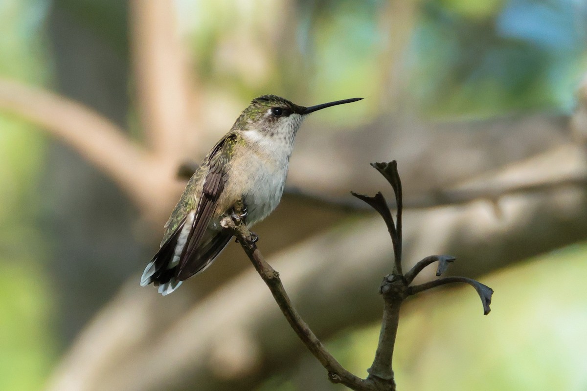 Colibri à gorge rubis - ML644447334