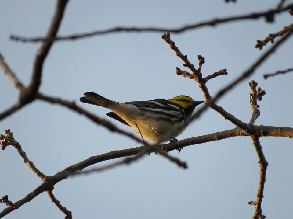 Golden-cheeked Warbler - ML644447335