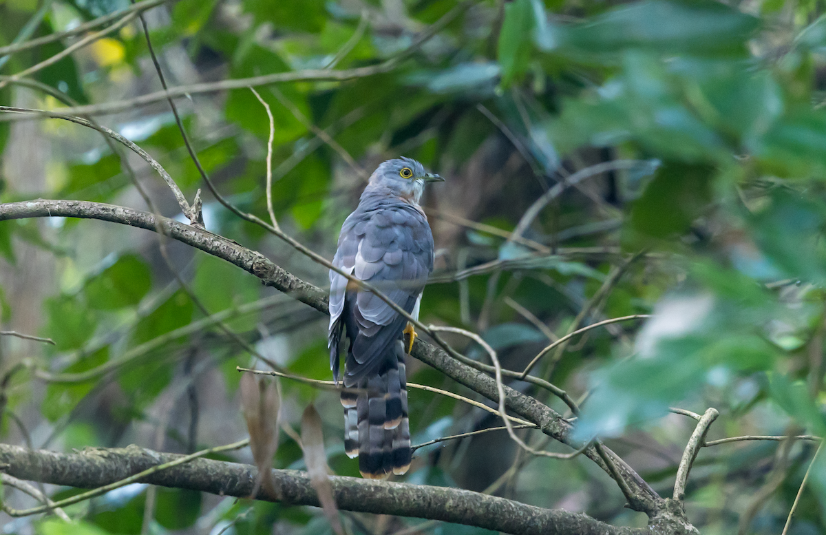 ハイタカジュウイチ - ML644447336