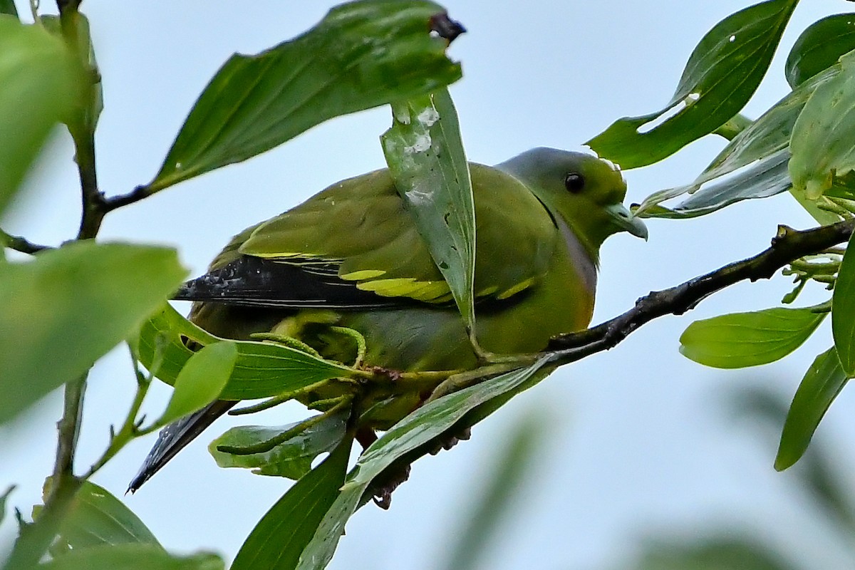 Turuncu Göğüslü Yeşil Güvercin - ML644447345