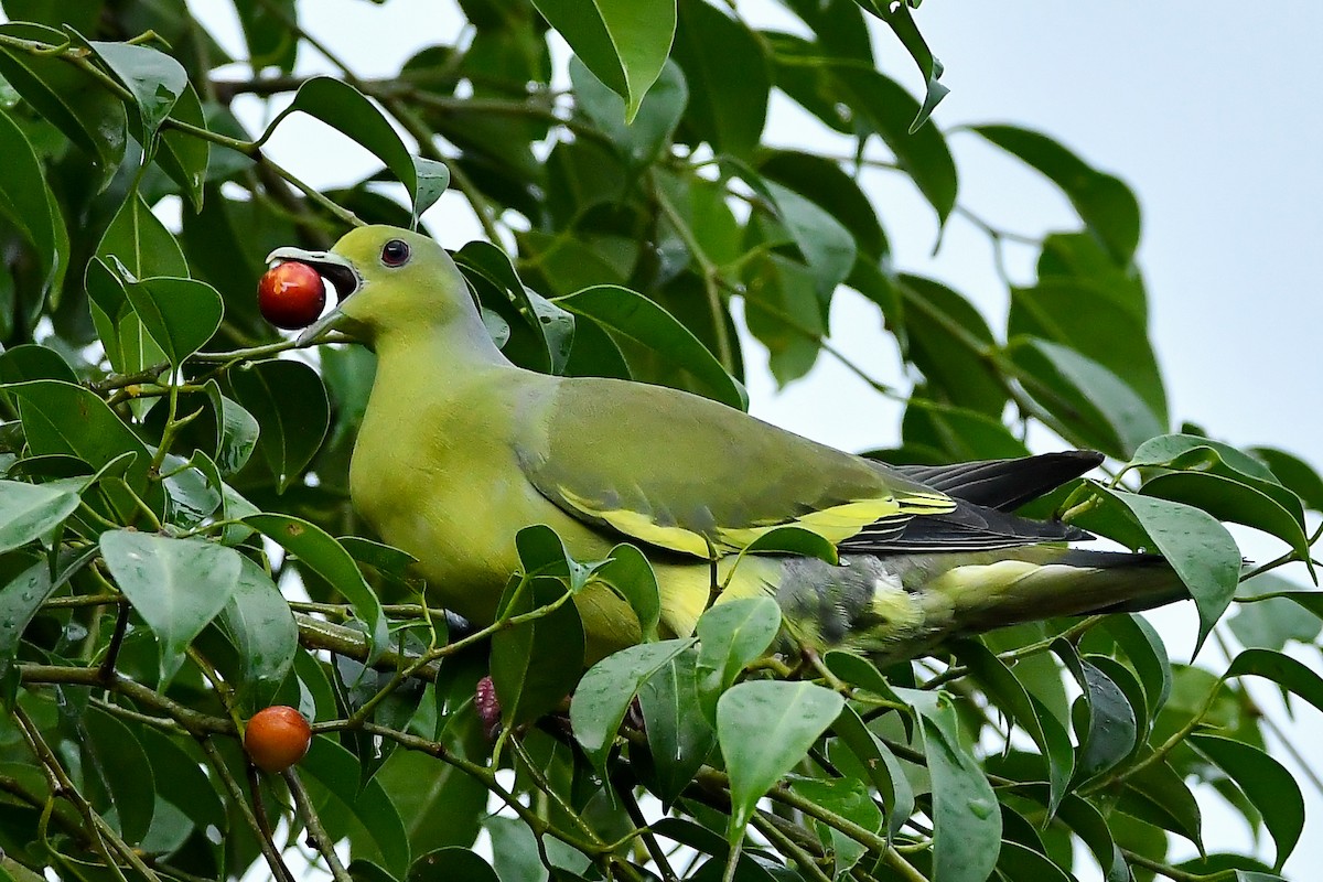 Turuncu Göğüslü Yeşil Güvercin - ML644447346