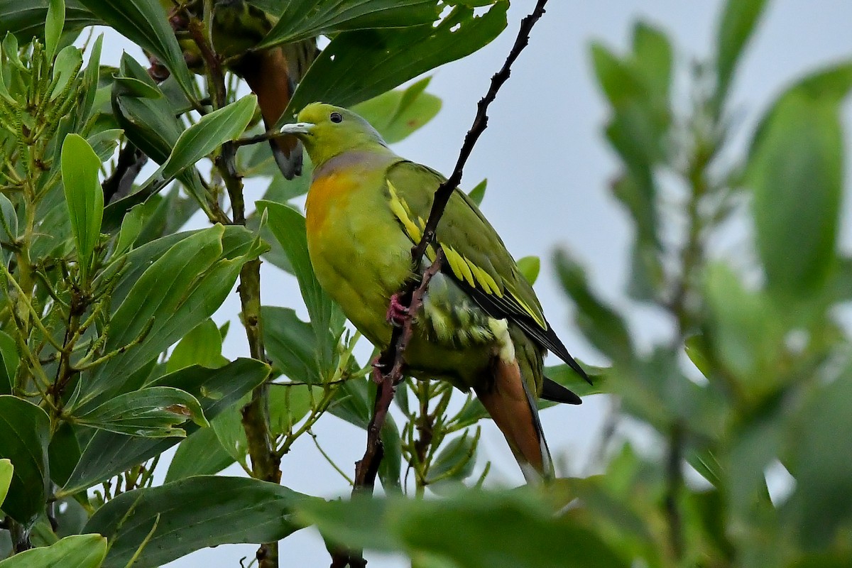 Turuncu Göğüslü Yeşil Güvercin - ML644447347