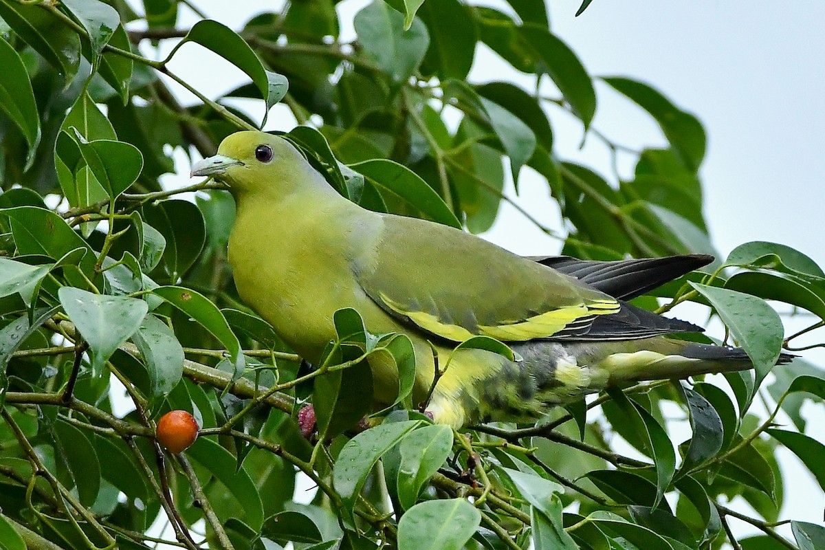 Turuncu Göğüslü Yeşil Güvercin - ML644447348