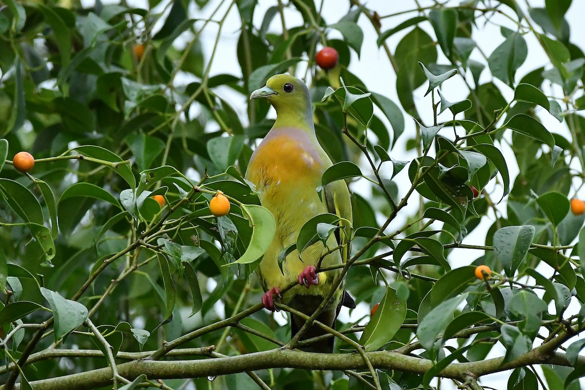 Turuncu Göğüslü Yeşil Güvercin - ML644447349