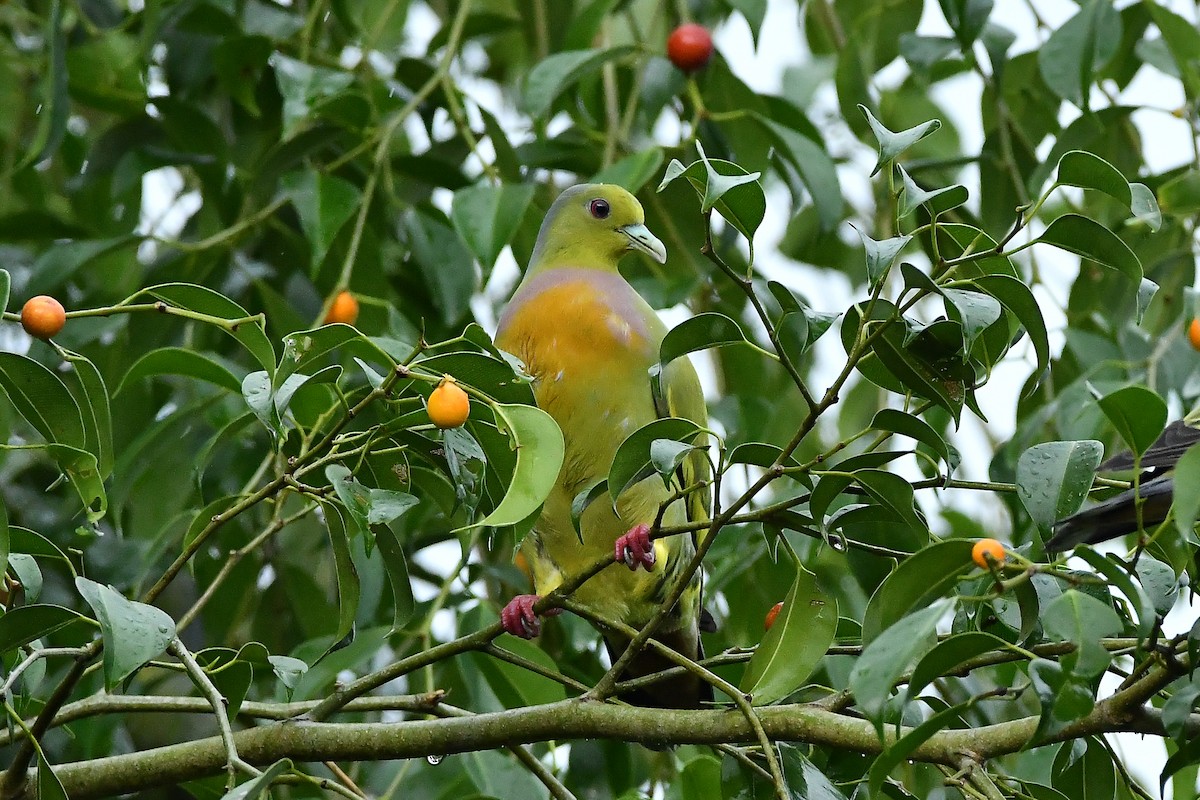 Turuncu Göğüslü Yeşil Güvercin - ML644447350