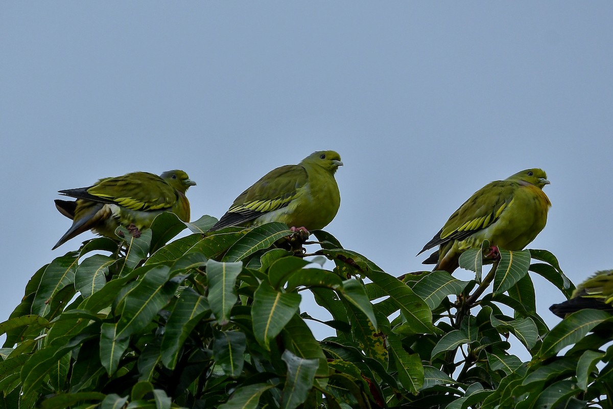 Turuncu Göğüslü Yeşil Güvercin - ML644447351