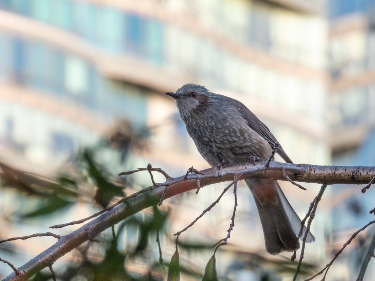 Brown-eared Bulbul - ML644447366