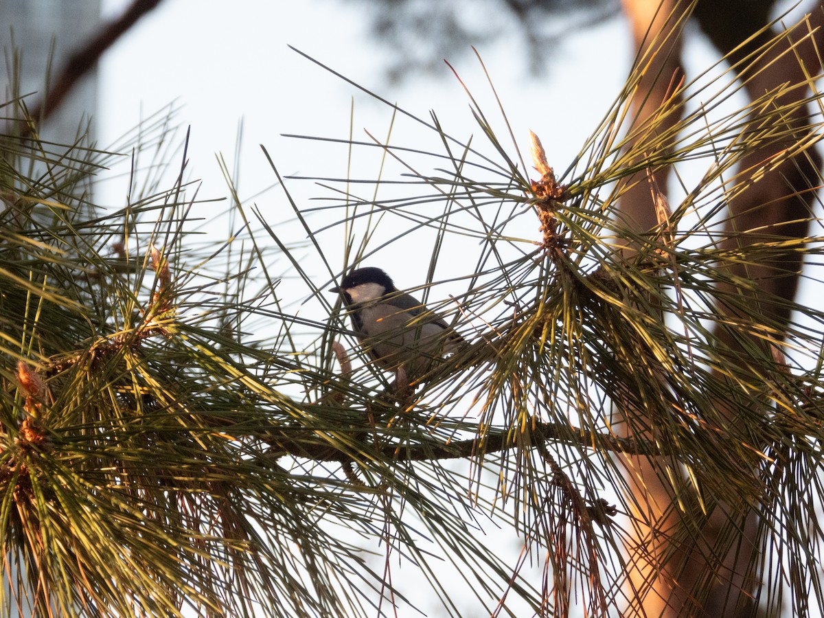 Asian Tit (Japanese) - ML644447367