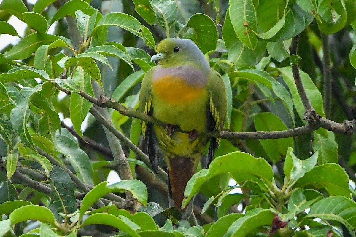 Turuncu Göğüslü Yeşil Güvercin - ML644447373