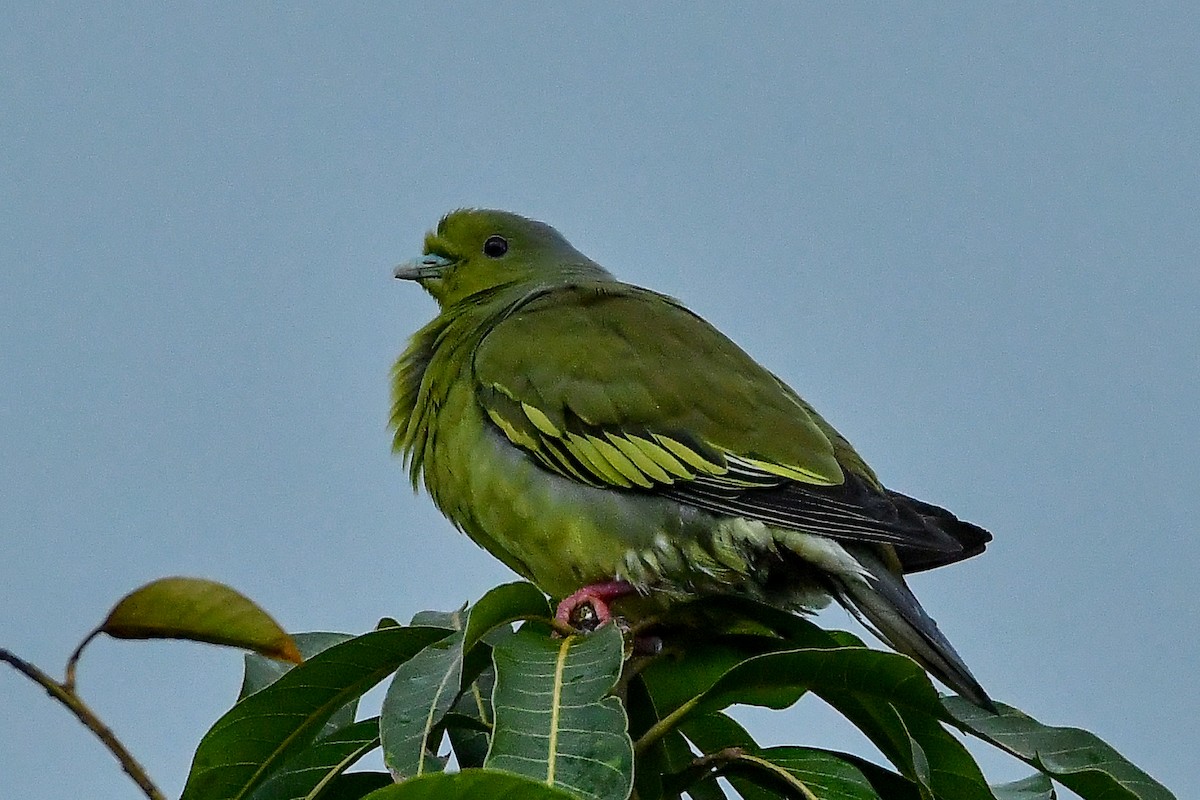 Turuncu Göğüslü Yeşil Güvercin - ML644447374