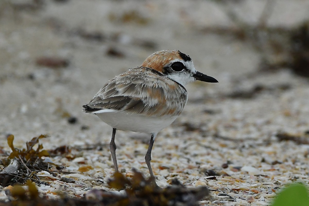 arkipello - ML644447394