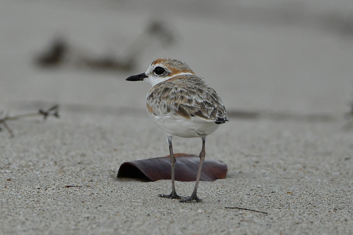 arkipello - ML644447395