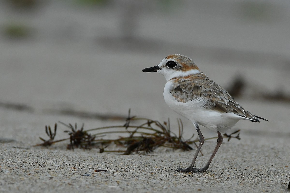 arkipello - ML644447396