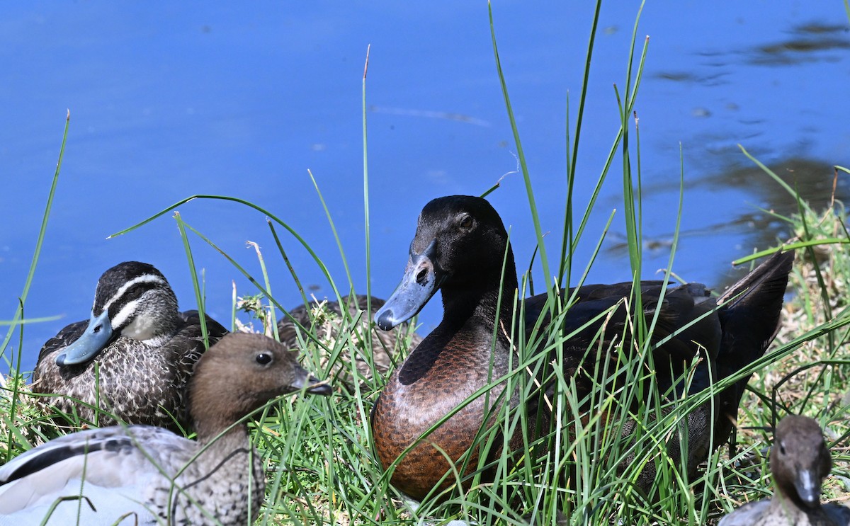 Pacific Black Duck x Mallard (hybrid) - ML644447400