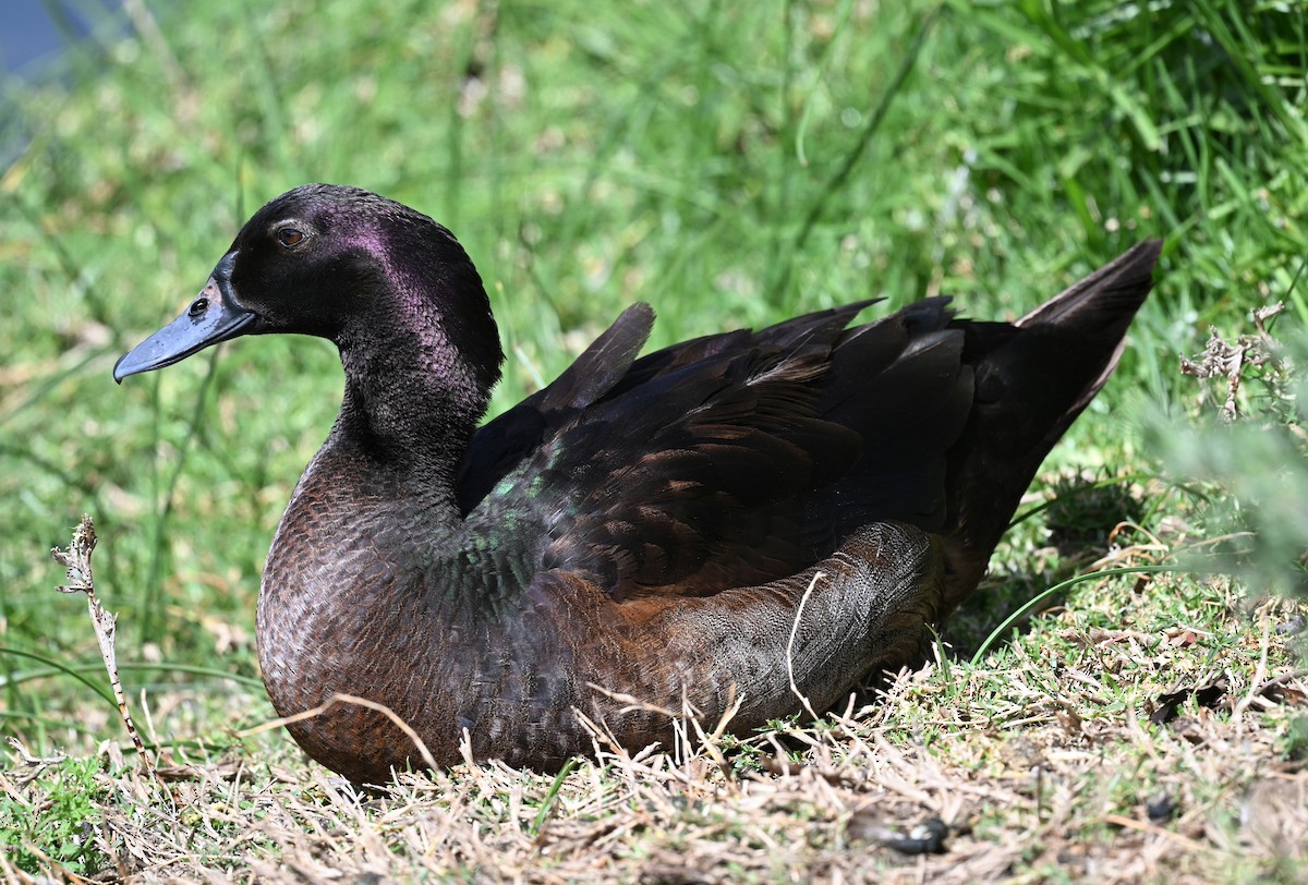 Pacific Black Duck x Mallard (hybrid) - ML644447401