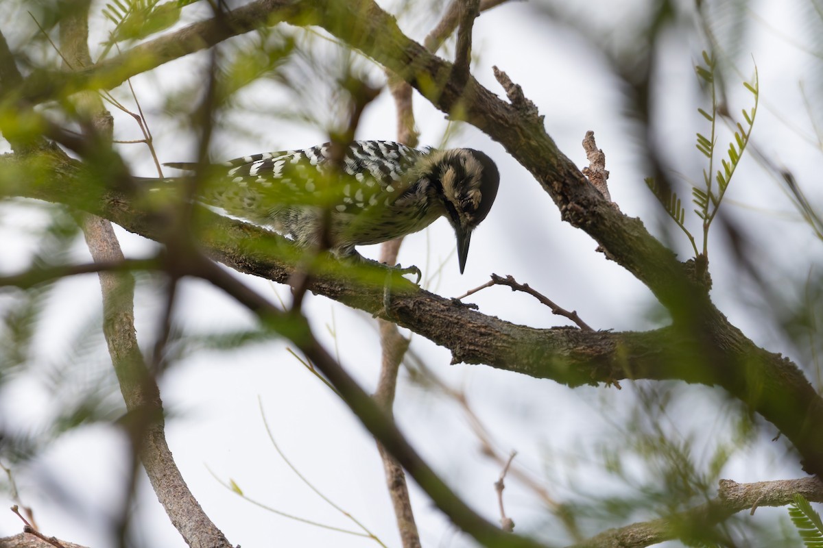 シマアカゲラ - ML644447402