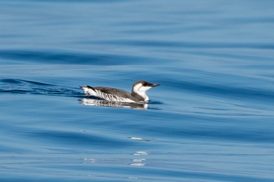 Кайра тонкодзьоба - ML644447407