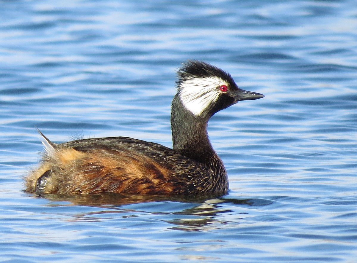 White-tufted Grebe - ML644447414