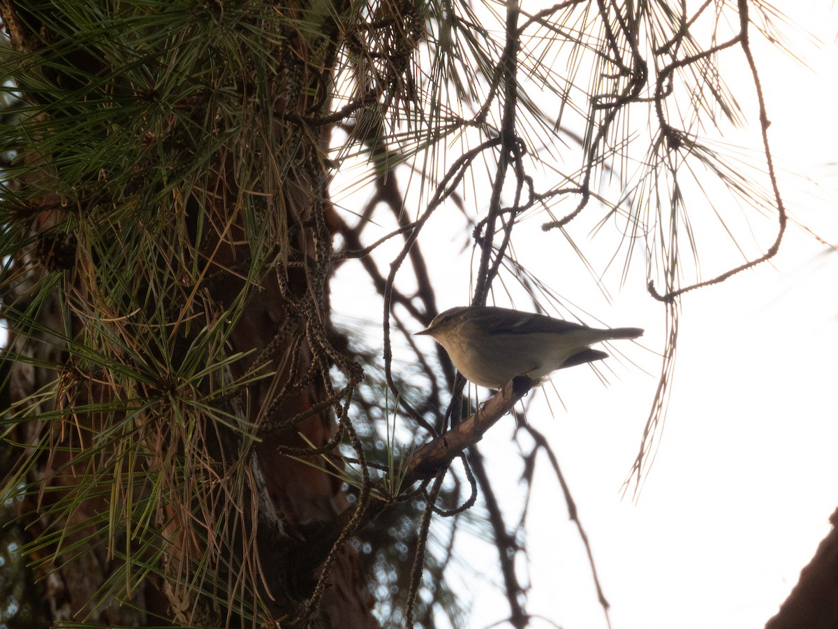 Yellow-browed Warbler - ML644447416