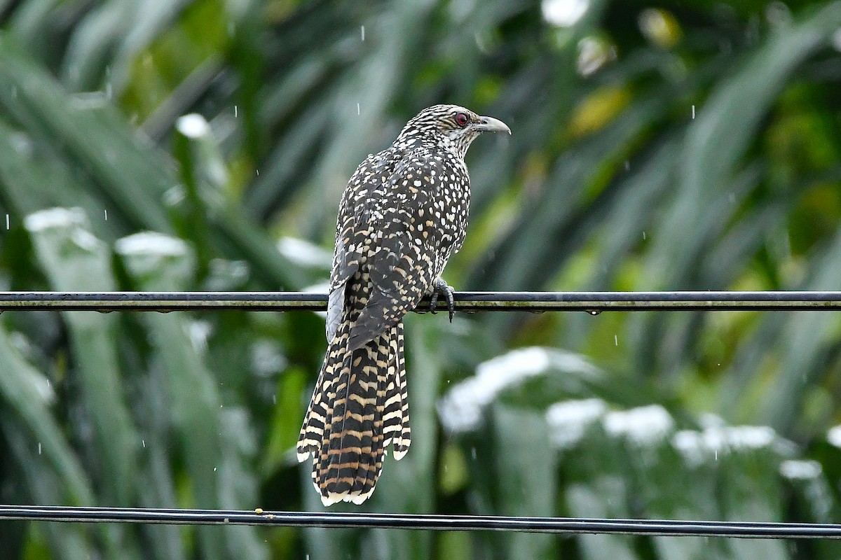 Asian Koel - ML644447425