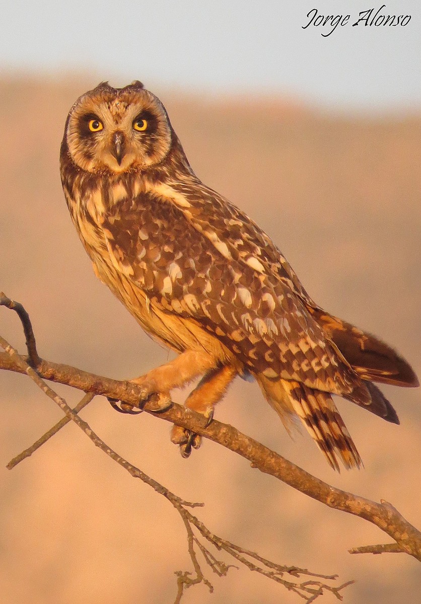 Short-eared Owl - ML644447438