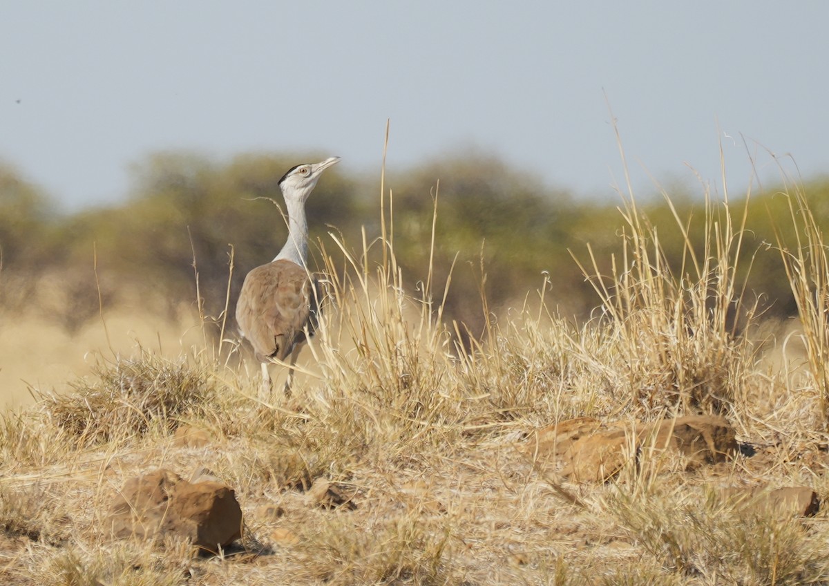 オーストラリアオオノガン - ML644447443