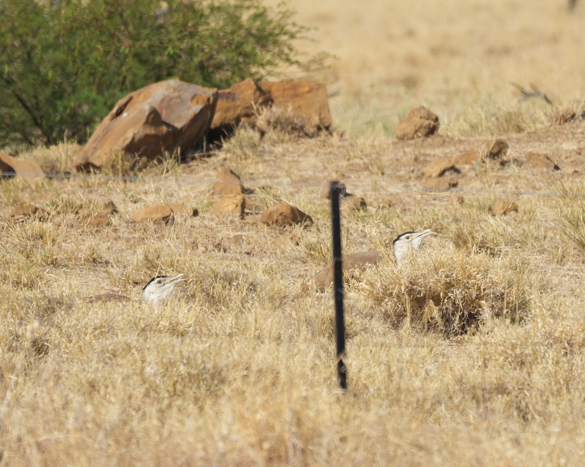 オーストラリアオオノガン - ML644447444