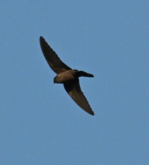 Dusky Crag-Martin - ML644447460