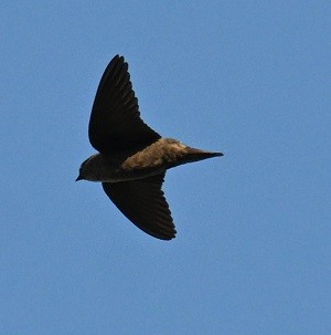Dusky Crag-Martin - ML644447461
