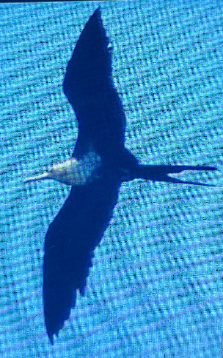 Great Frigatebird - ML644447546