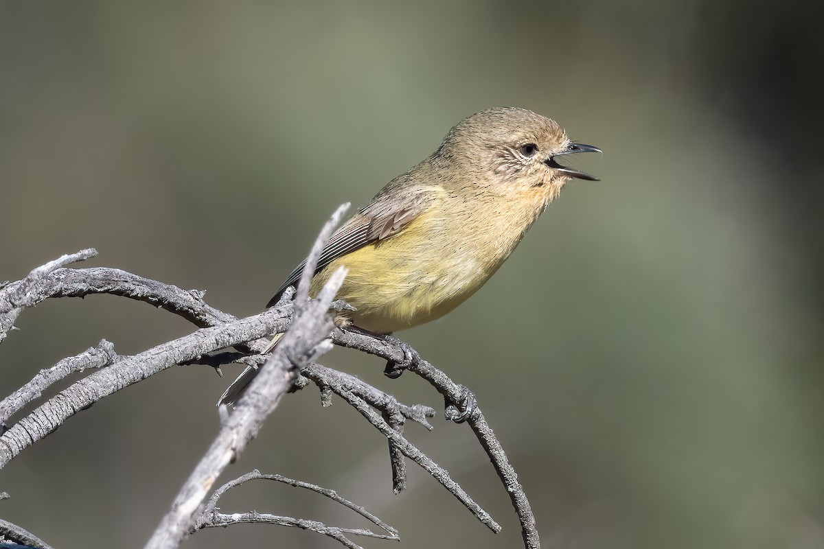 Yellow Thornbill - ML644447549