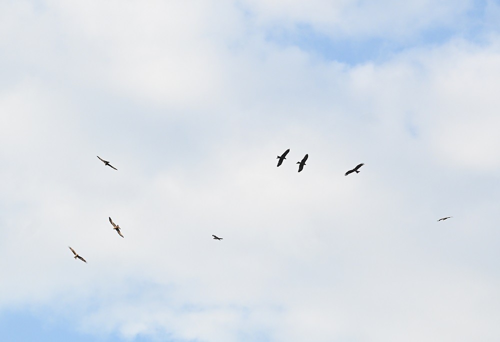 Black Kite - ML644447550