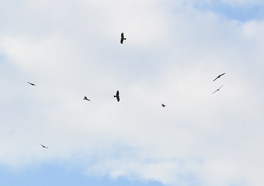 Black Kite - ML644447551