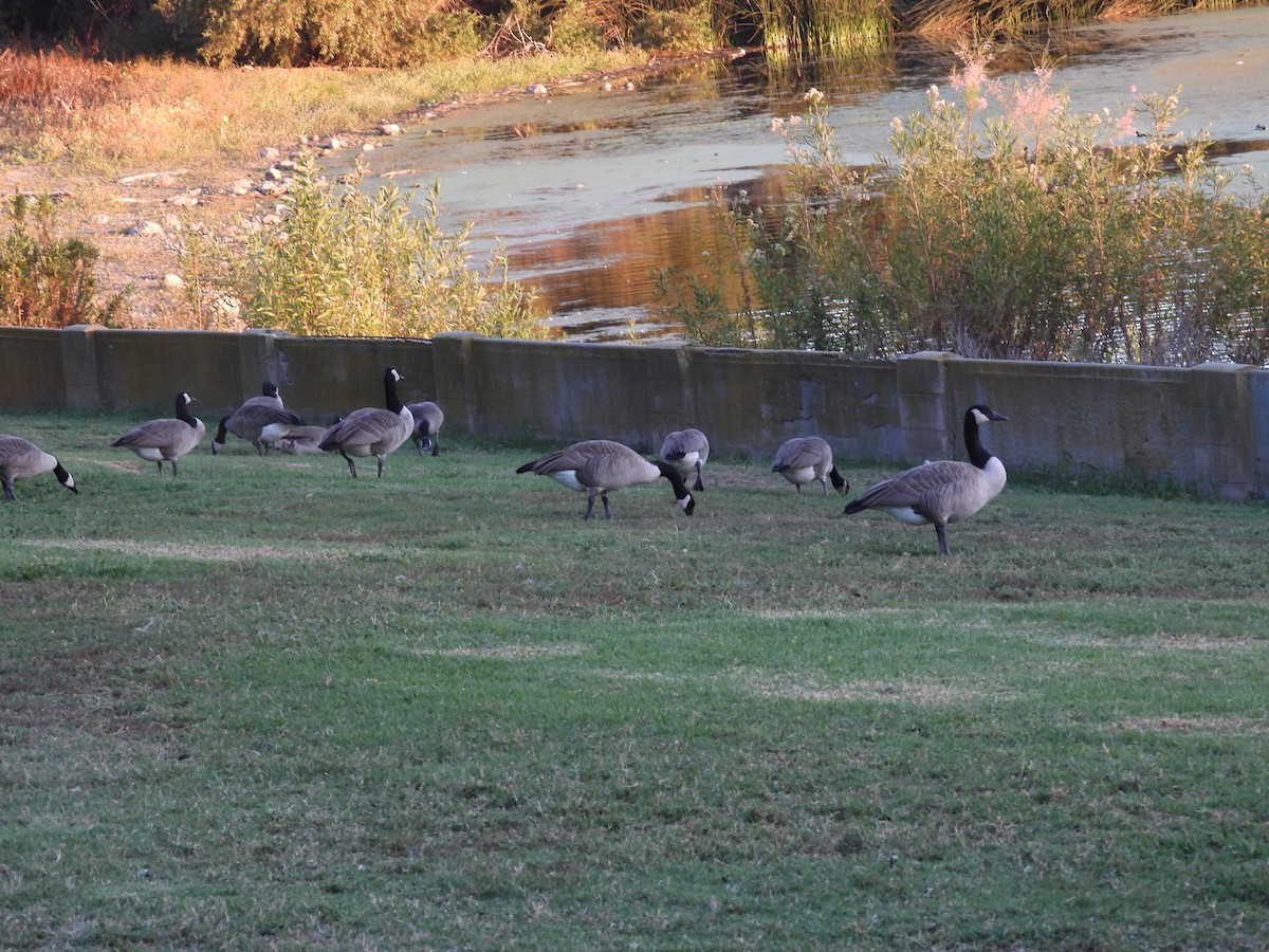 Branta kanadar handia - ML644447561