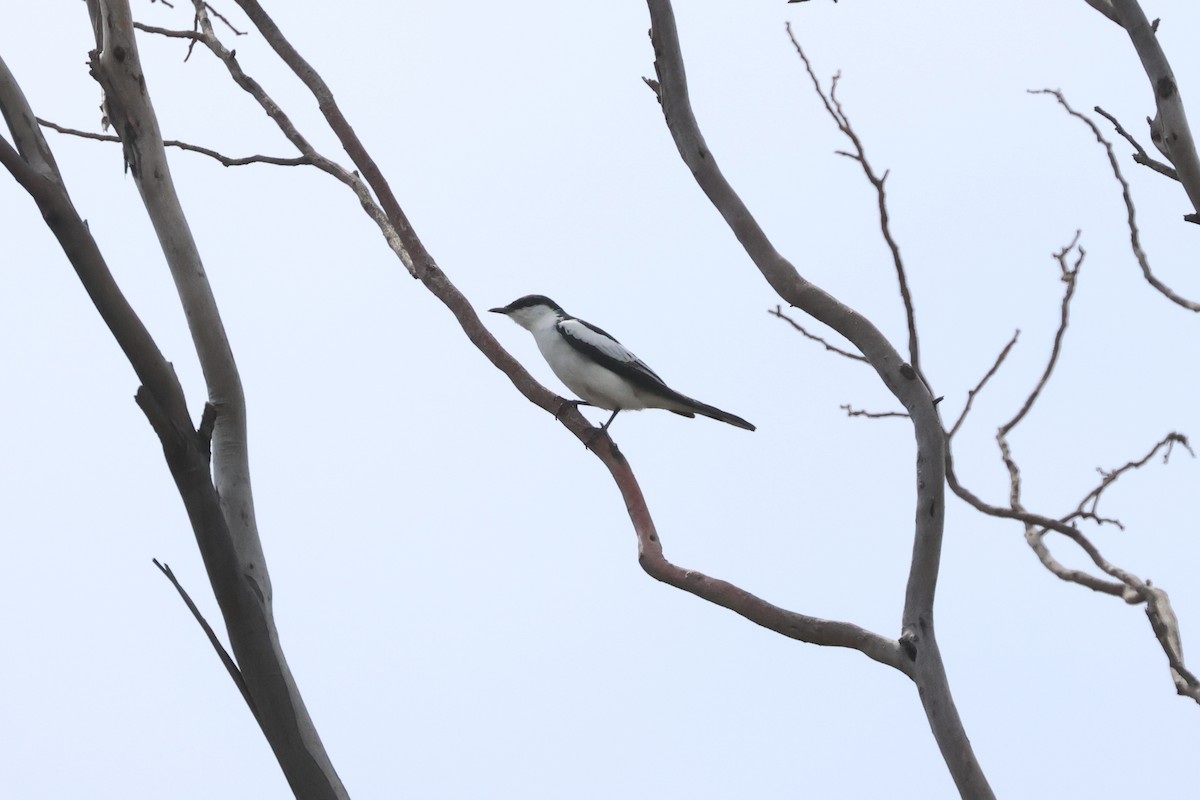 White-winged Triller - ML644447565