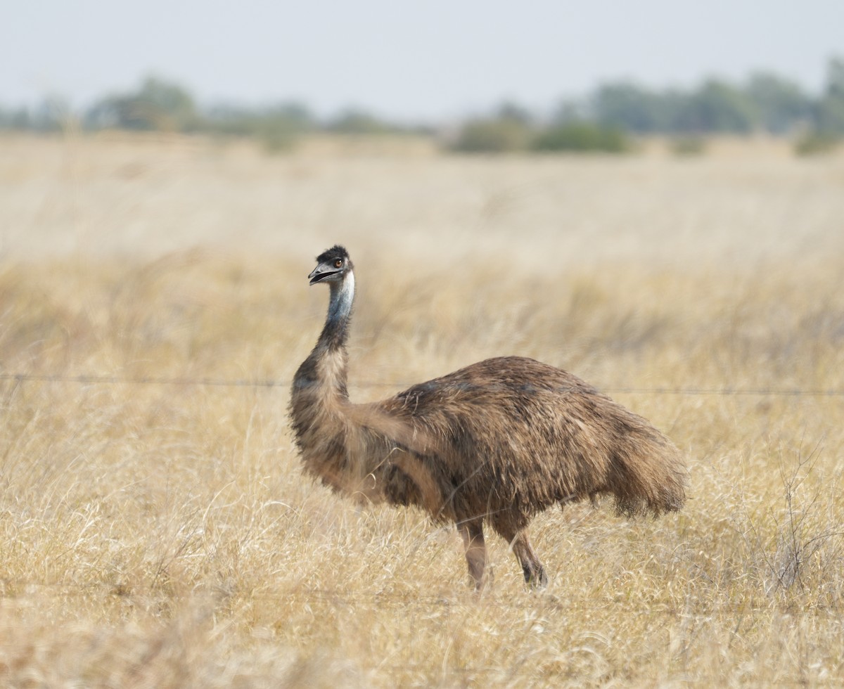 Émeu d'Australie - ML644447570