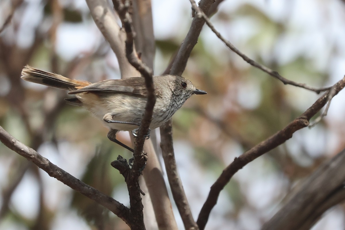 Inland Thornbill - ML644447571