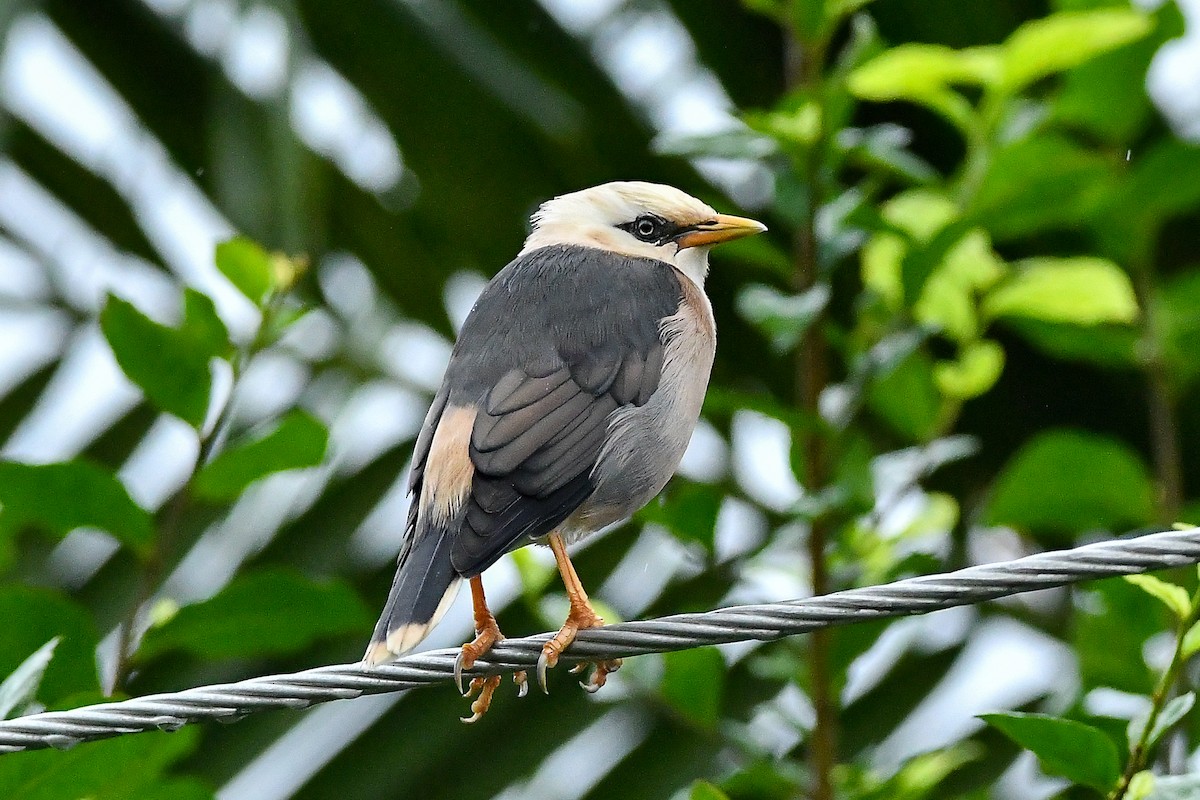 葡萄胸椋鳥 - ML644447574