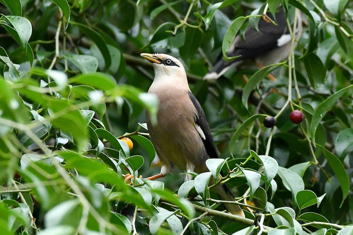 葡萄胸椋鳥 - ML644447575