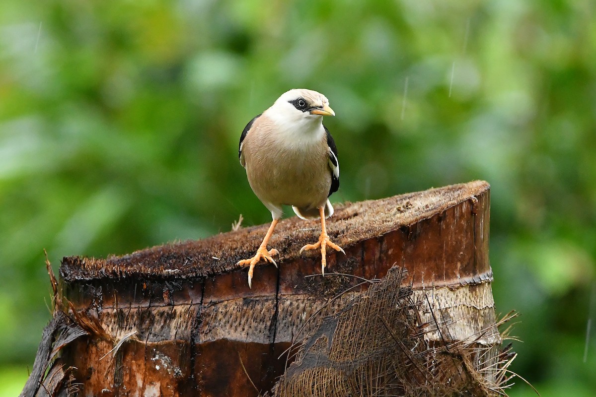葡萄胸椋鳥 - ML644447576
