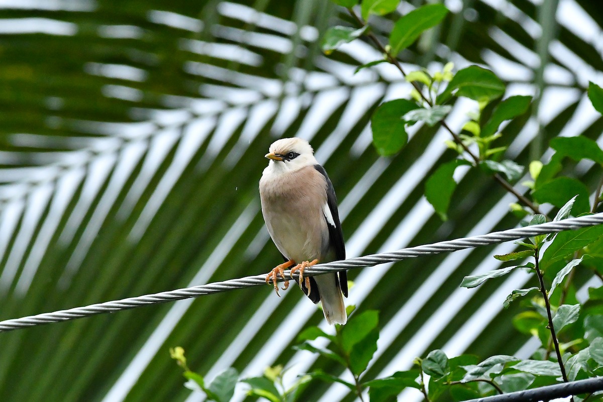 葡萄胸椋鳥 - ML644447577