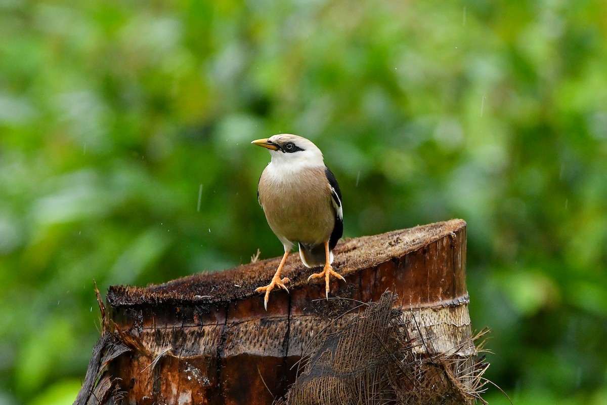葡萄胸椋鳥 - ML644447578