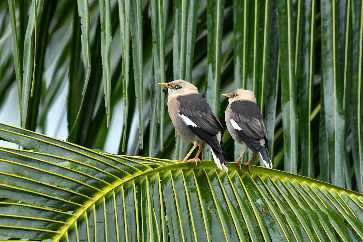 葡萄胸椋鳥 - ML644447579