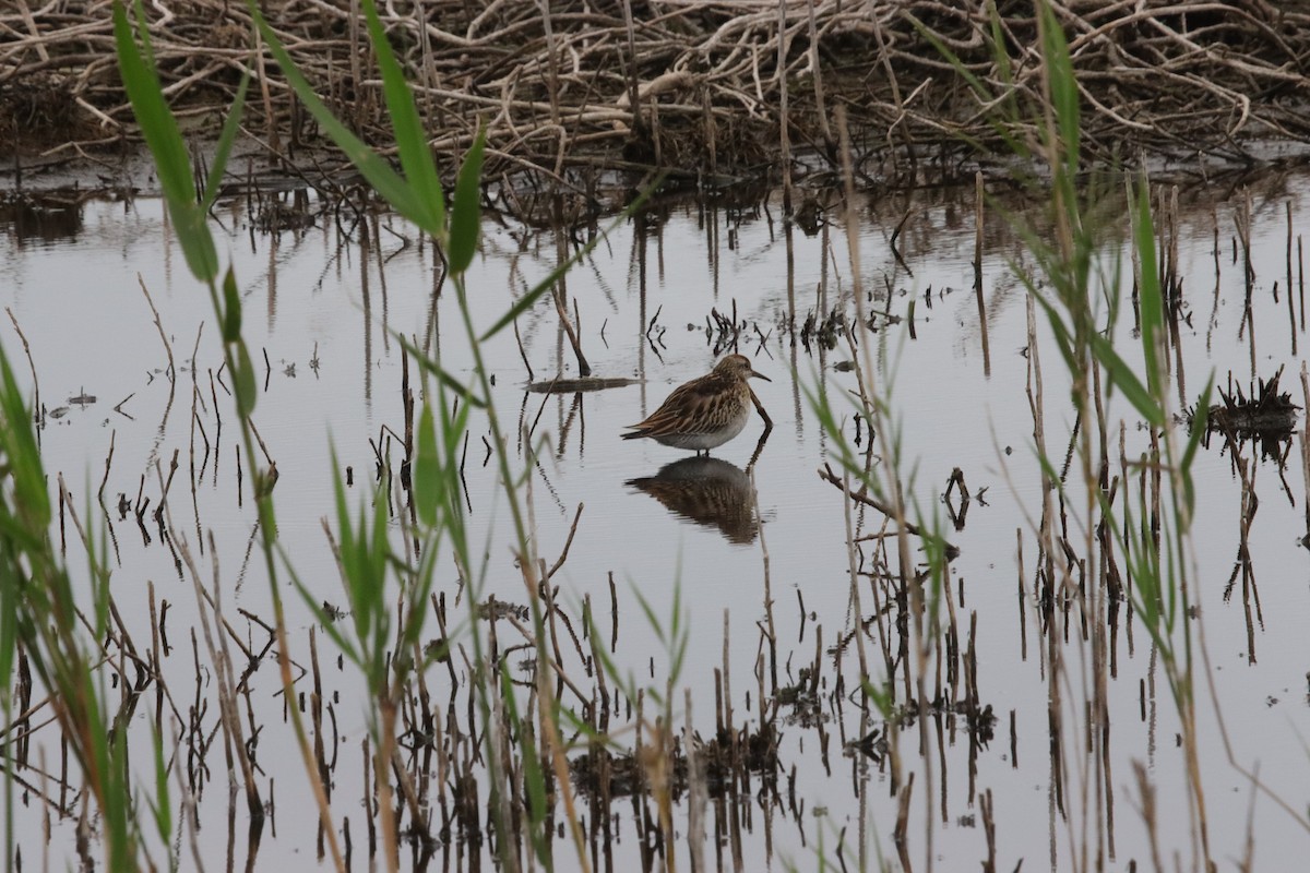 Сүүл элсэг - ML644447581