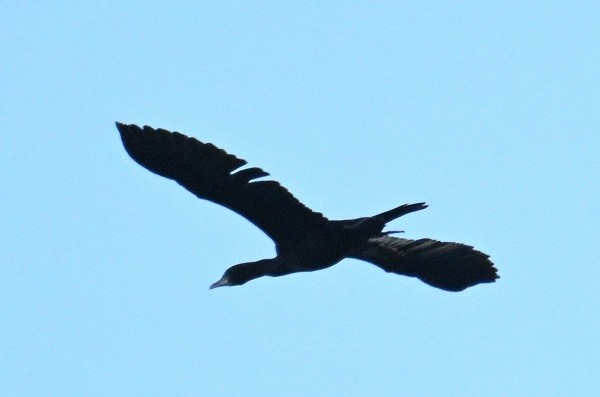 orientdvergskarv - ML644447584