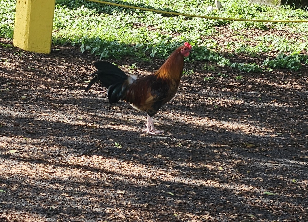 セキショクヤケイ（家畜） - ML644447587