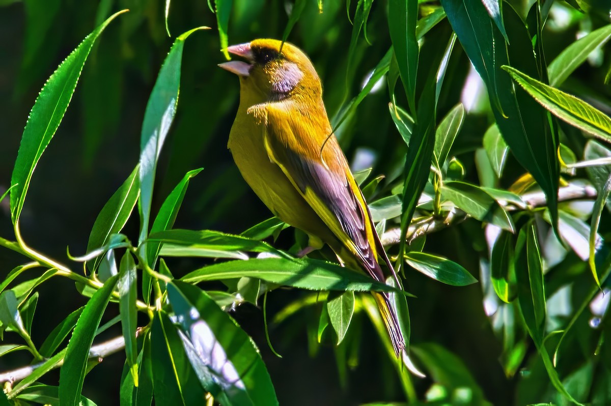 zvonek zelený - ML644447599